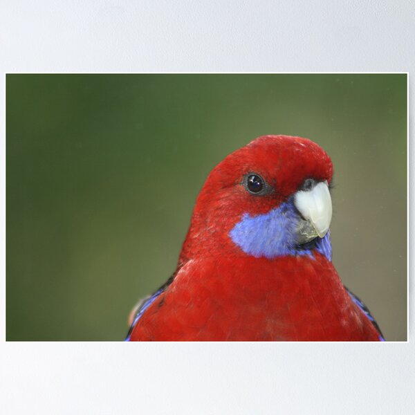 Item preview, Crimson Rosella posing... designed and sold by Glen Sheppard.