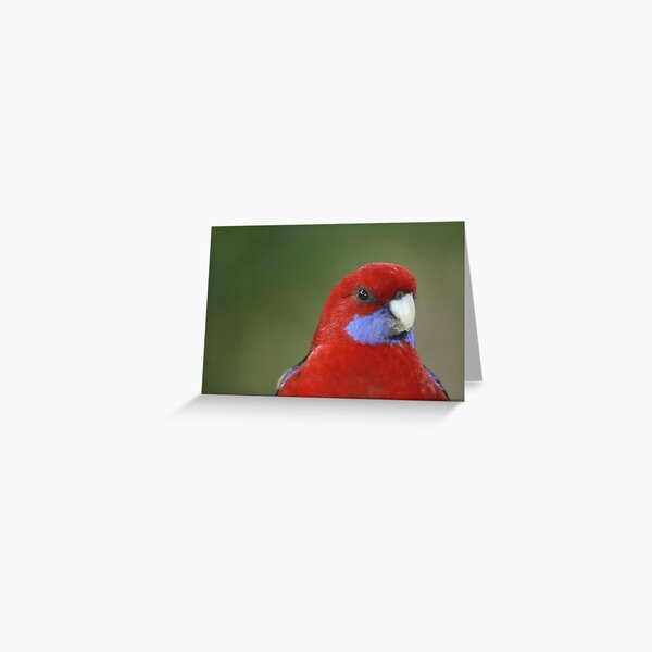 Item preview, Crimson Rosella posing... designed and sold by Glen Sheppard.