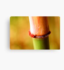Bamboo Macro Canvas Print