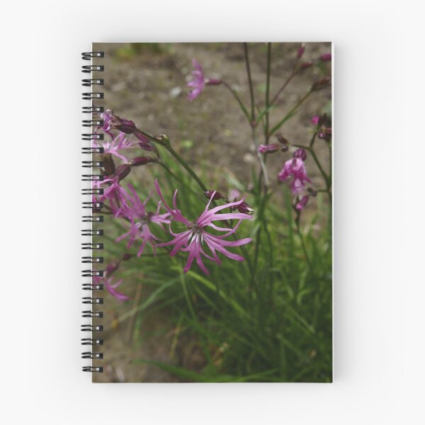Item preview, Ragged Robin (Lychnis flos-cuculi) designed and sold by IOMWildFlowers.