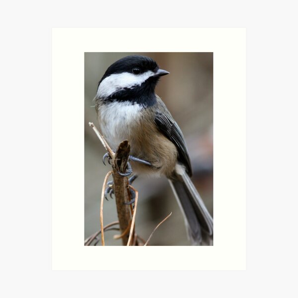Chickadee: Macro View of a Spritely Bird Art Print
