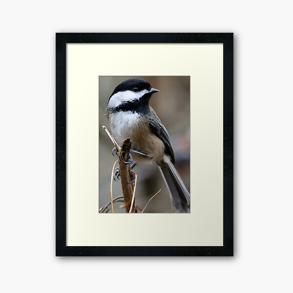 Chickadee: Macro View of a Spritely Bird Framed Art Print
