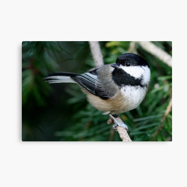 Chickadee: Among Feathery Evergreen Boughs Canvas Print