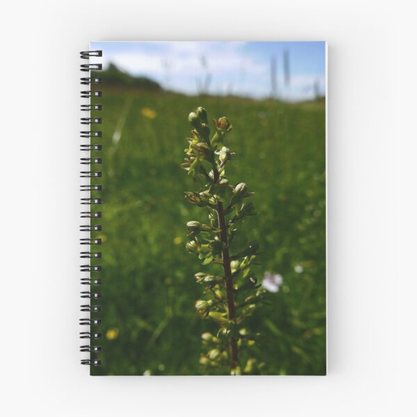 Item preview, Common Twayblade (Neottia ovata) designed and sold by IOMWildFlowers.