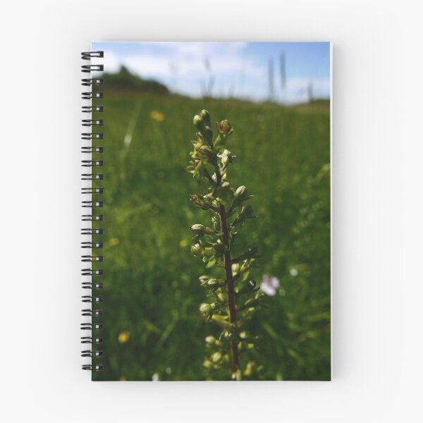 Item preview, Common Twayblade (Neottia ovata) designed and sold by IOMWildFlowers.