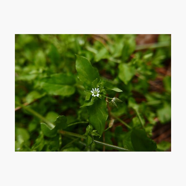 Photographic Print