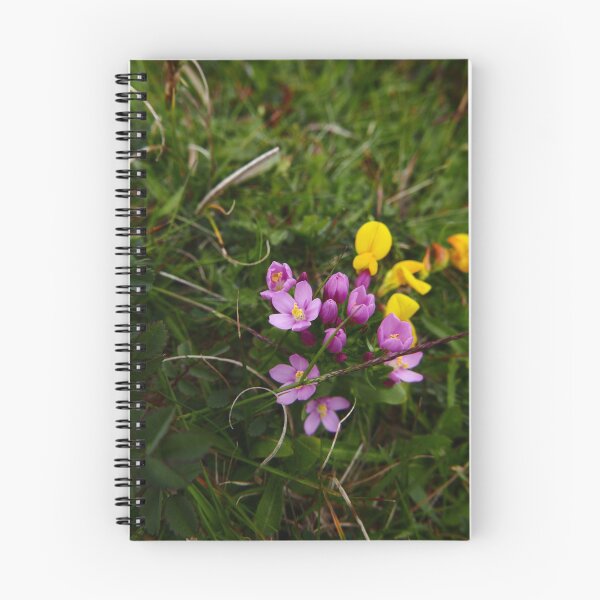 Item preview, Common Centaury (Centaurium erythraea) designed and sold by IOMWildFlowers.