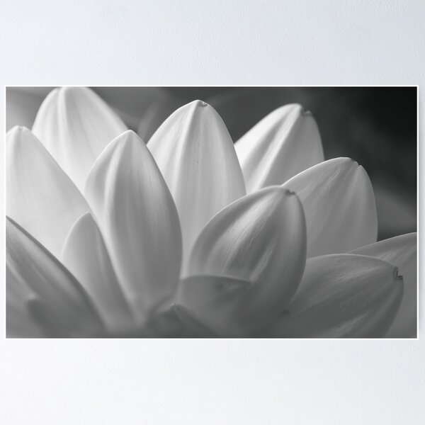 Item preview, Daisy Petals designed and sold by David Kocherhans.