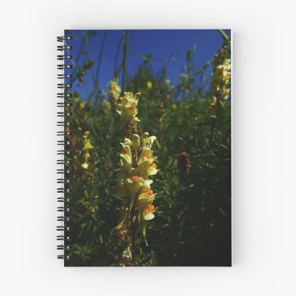 Item preview, Common Toadflax (Linaria vulgaris) designed and sold by IOMWildFlowers.