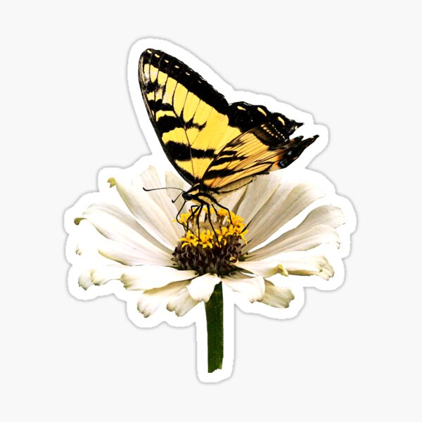 Item preview, Tiger Swallowtail on White Zinnia designed and sold by Susan Savad.
