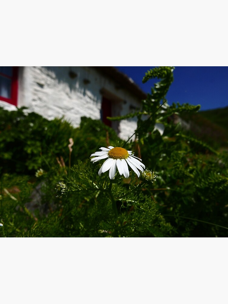 Sea Mayweed (Tripleurospermum maritimum) by IOMWildFlowers