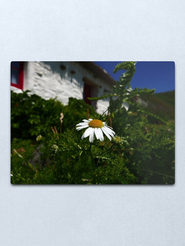 Alternate view of Sea Mayweed (Tripleurospermum maritimum) Metal Print