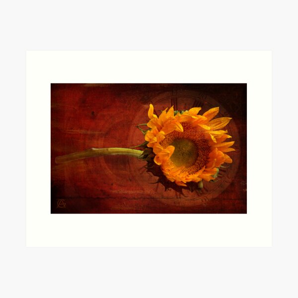 Sunflower Art Print