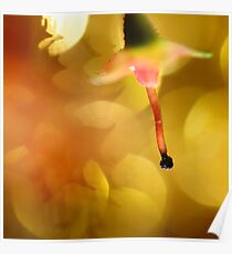 Faerie Light Poster
