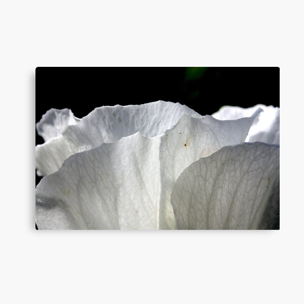 Rising Light Canvas Print
