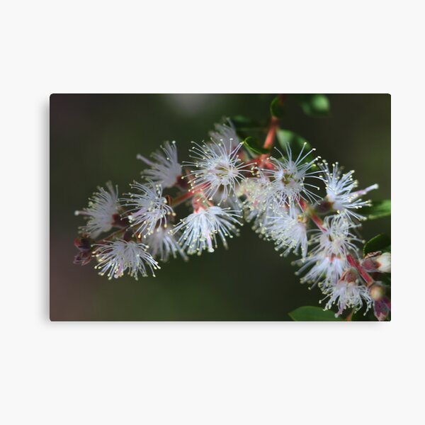 Item preview, Melaleuca cheelii designed and sold by andrachne.