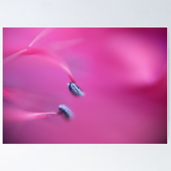 Item preview, Pinkness designed and sold by Sharon McRae.