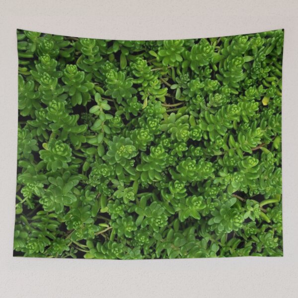 Item preview, Sedum Succulents designed and sold by DonnaM.