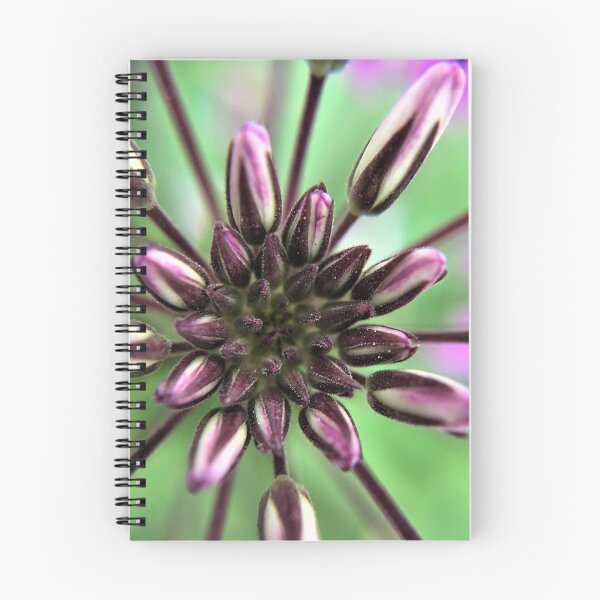 Item preview, Cleome in Contrast designed and sold by JanineEK.