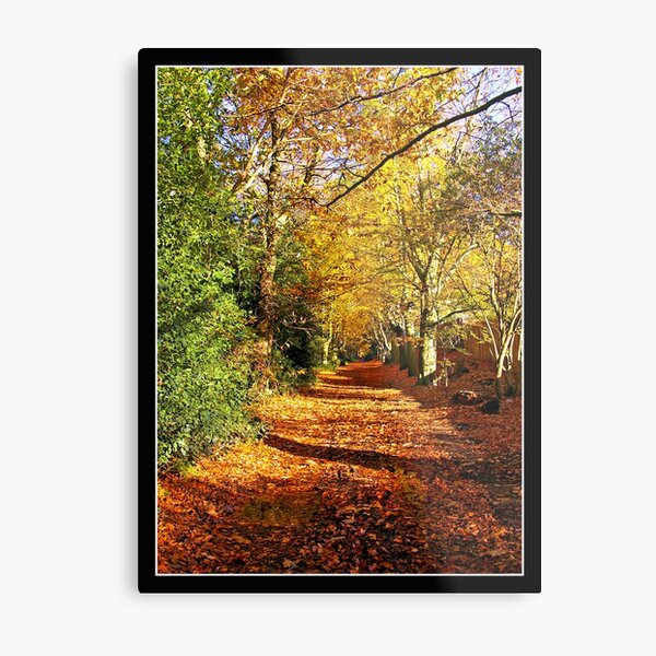 Woodland scene,Norwich, Norfolk, UK Metal Print