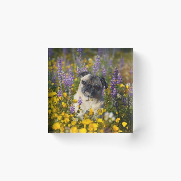 Item preview, The Pug Blossoms Are In Bloom This Year designed and sold by pugventurephoto.