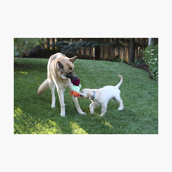 Item preview, Best Buds Brody & Jessie Tug O War- 10 designed and sold by goldnzrule.