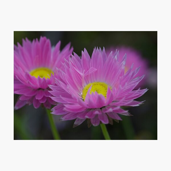 Item preview, Wildflowers Kings Park WA designed and sold by Anton  Muhlbock.