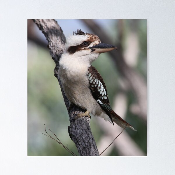 Item preview, ''The Laughing Kookaburra'' designed and sold by bowenite.