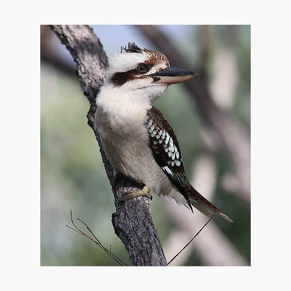 Item preview, ''The Laughing Kookaburra'' designed and sold by bowenite.