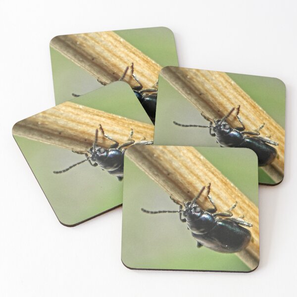Item preview, NS Beetle In Balance II ONFX© designed and sold by OmarHernandez.