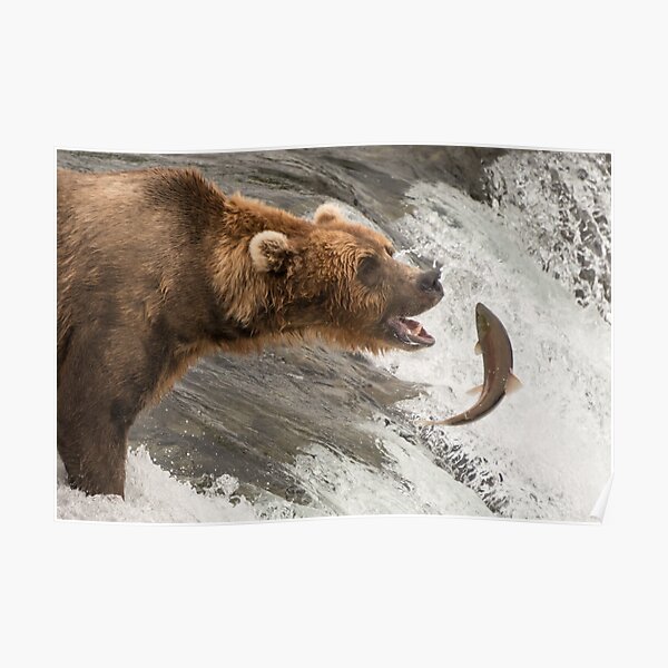 Brown bear about to catch a salmon Poster