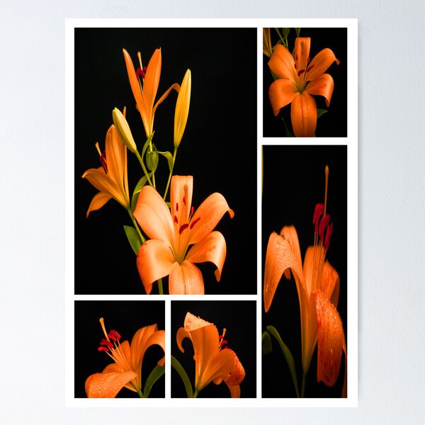 Item preview, Lily.Collage. designed and sold by Vitta.