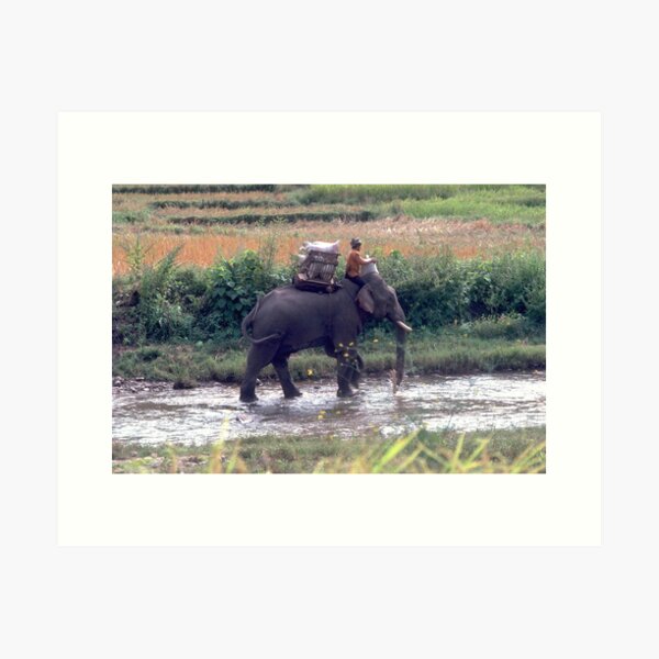Working elephant, Thailand Art Print