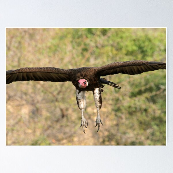 Item preview, Hooded vulture in flight designed and sold by Anthony Goldman.