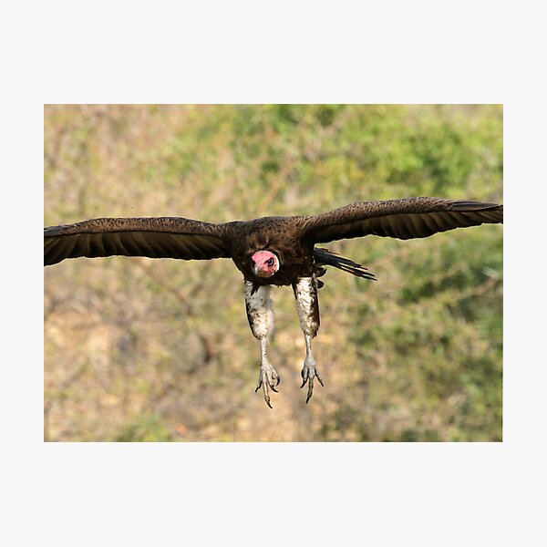 Item preview, Hooded vulture in flight designed and sold by Anthony Goldman.
