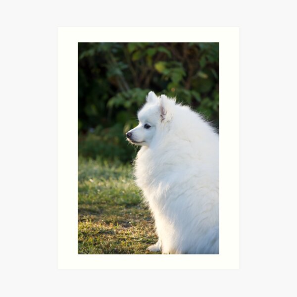 Japanese Spitz Dog Art Prints Redbubble