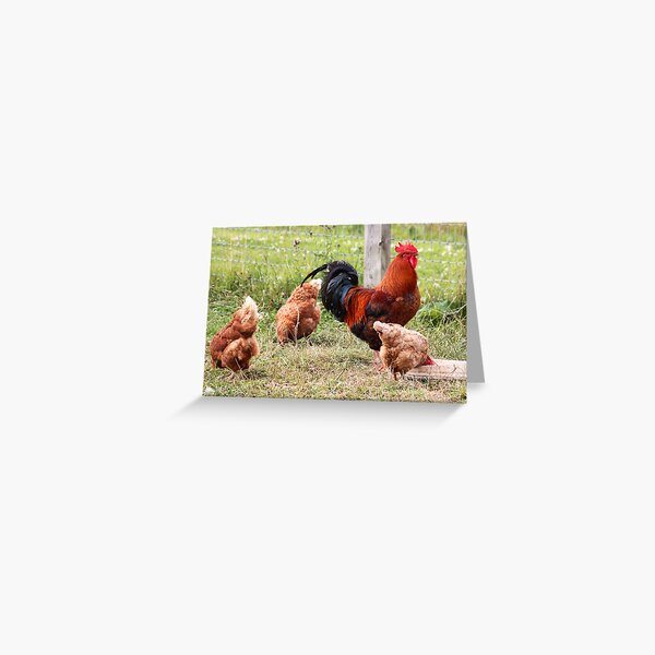 Item preview, Rooster & Lady Friends designed and sold by AnnDixon.