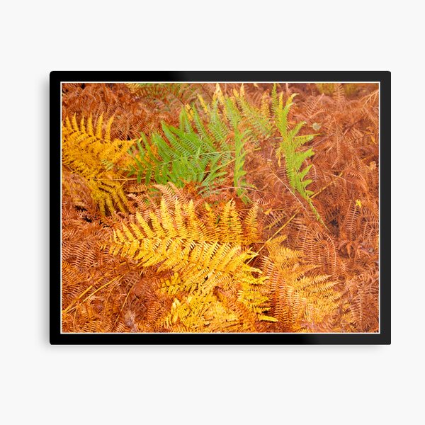 Ferns in autumn light 2 Metal Print