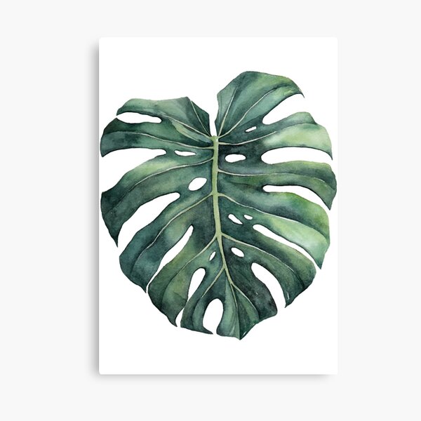 Monstera deliciosa leaf Canvas Print