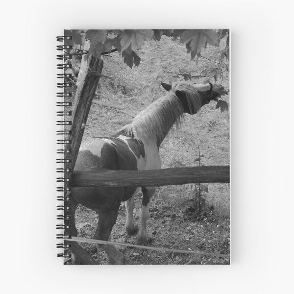 Artikelvorschau, 2016 Cavallo pezzato sul Colle del Melogno # 02 entworfen und verkauft von robertoferrero.