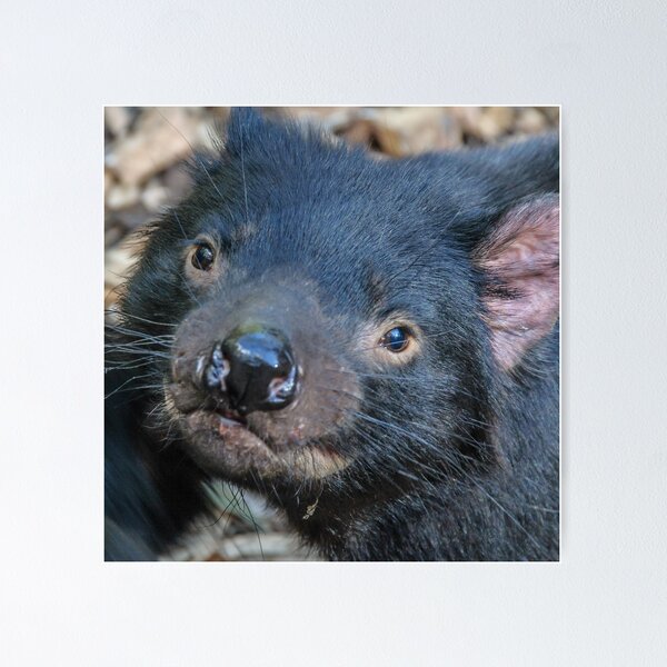 Item preview, Devil Eyes designed and sold by Werner Padarin.