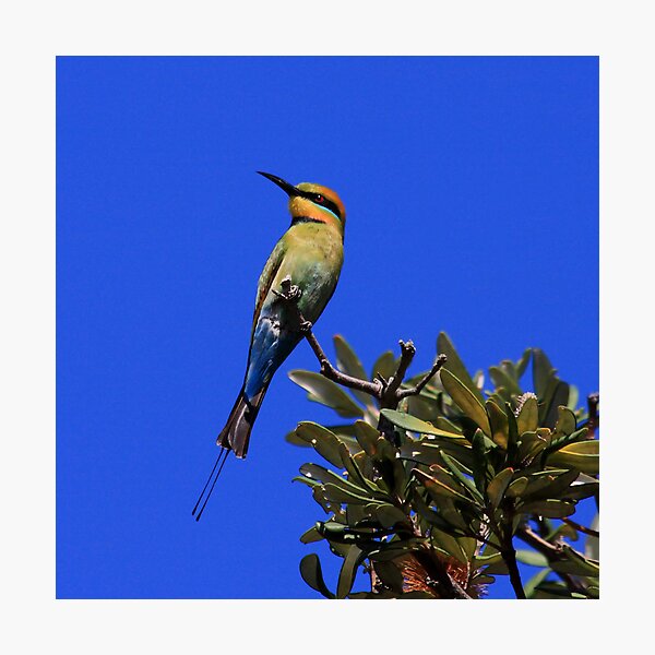 Item preview, Rainbow Bee Eater designed and sold by Ann  Van Breemen.