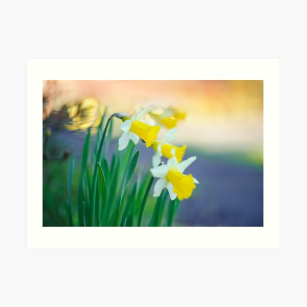 Daffodil Day... Art Print