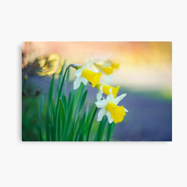 Daffodil Day... Canvas Print