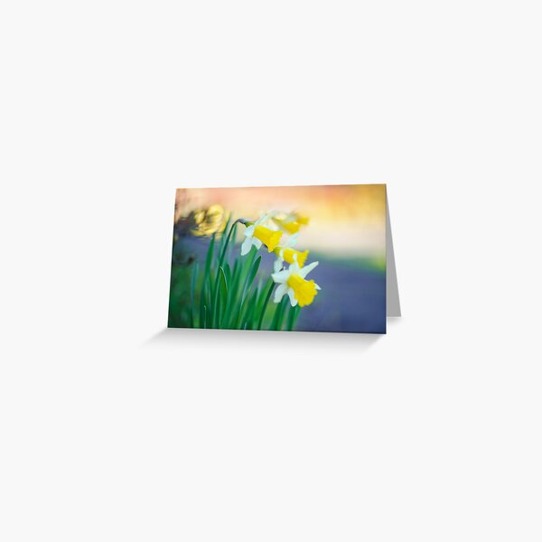 Daffodil Day... Greeting Card
