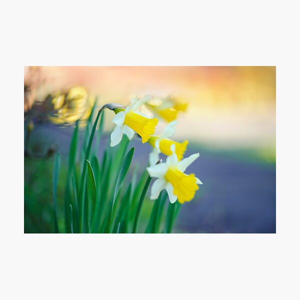 Daffodil Day... Photographic Print