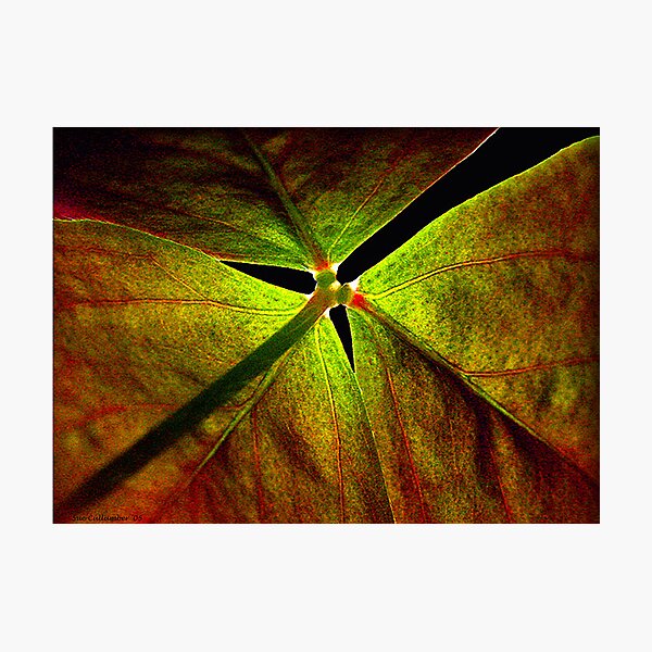 Under the Shamrock Photographic Print