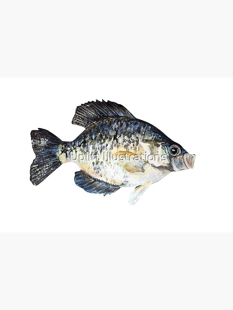 Blue Crappie