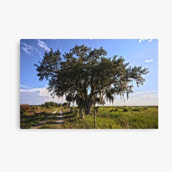 Item preview, Solo Tree Kissimmee Prairie FL designed and sold by rowephoto.