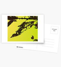 Yellow, Chartreuse Window Postcards
